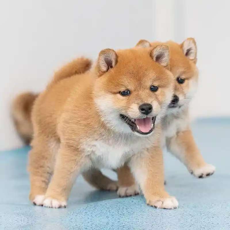 （雷梦宠物）T狗狗活体小型犬