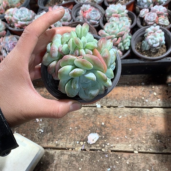 琉璃哈哈哈哈哈哈哈