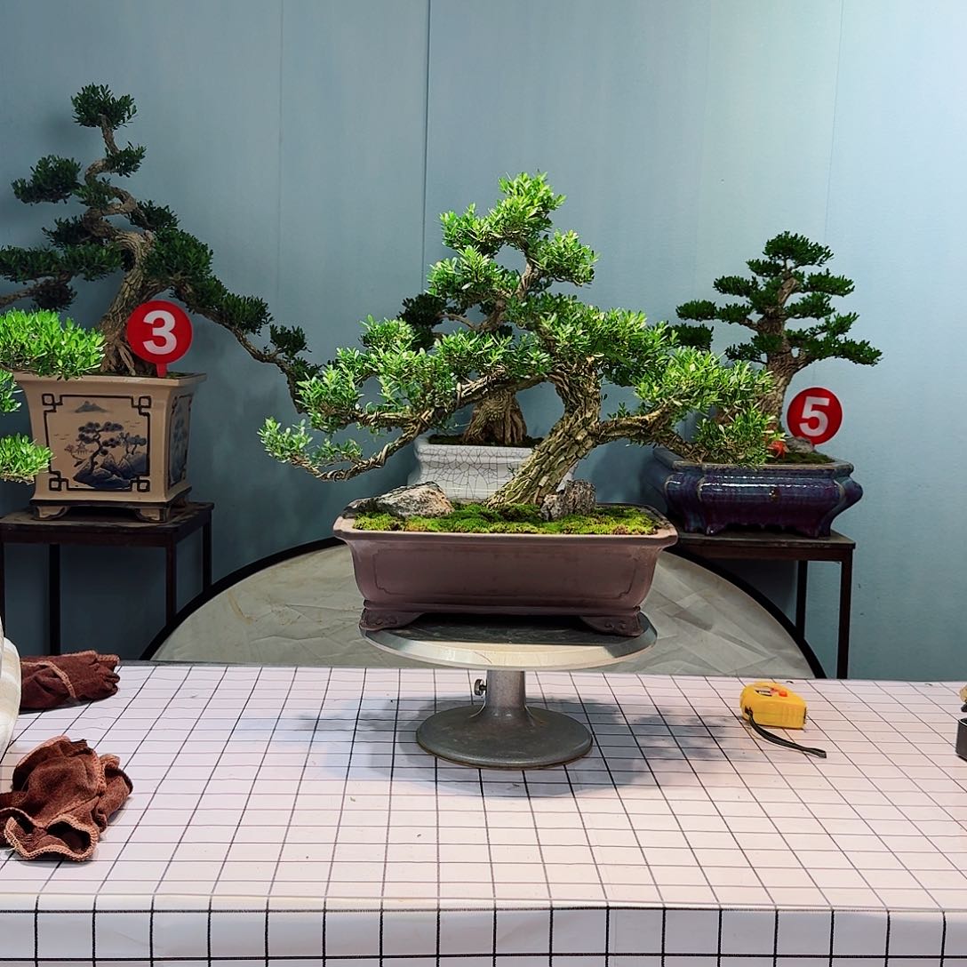 莹*广东皱皮雀舌黄杨