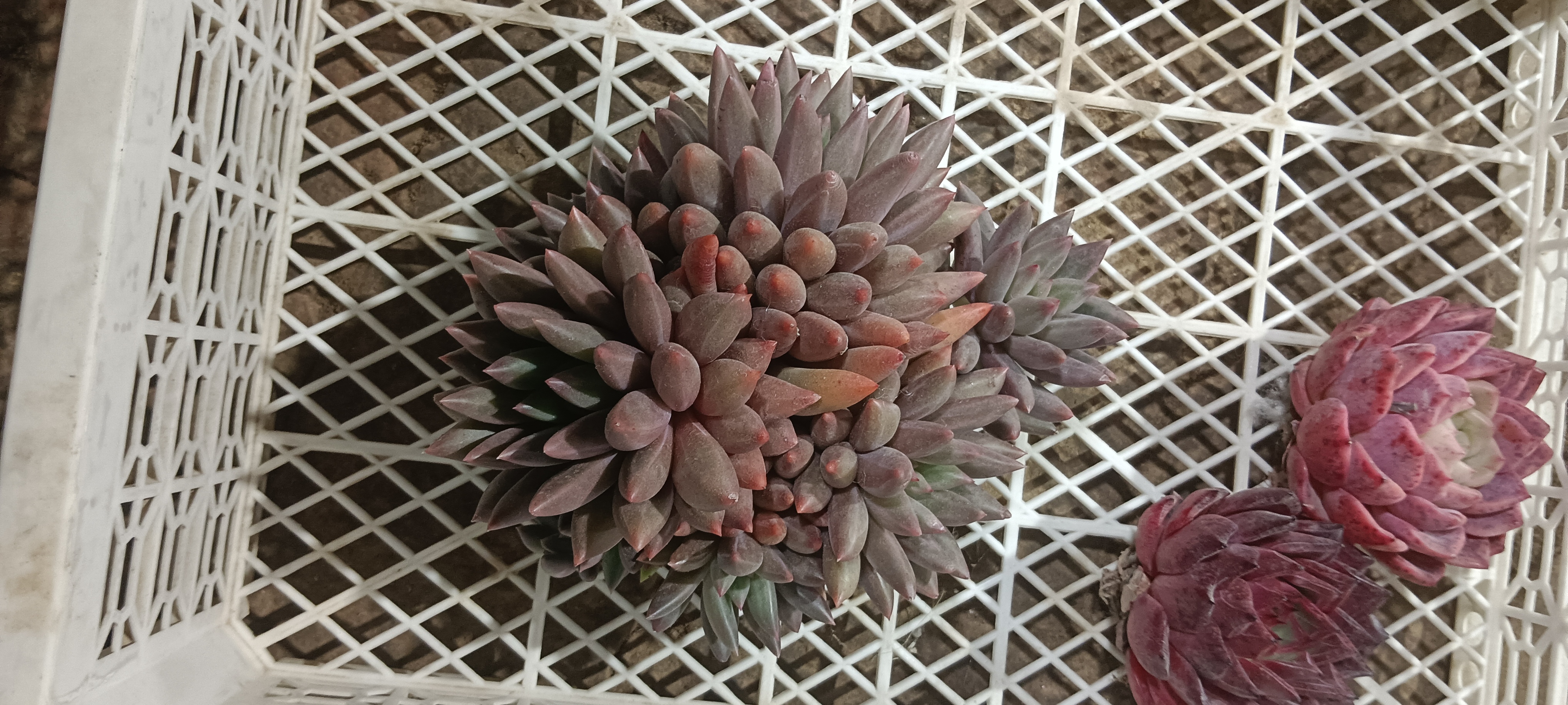 虞姬 多肉植物带盆带土室内外好养净化空气防辐射盆栽花卉