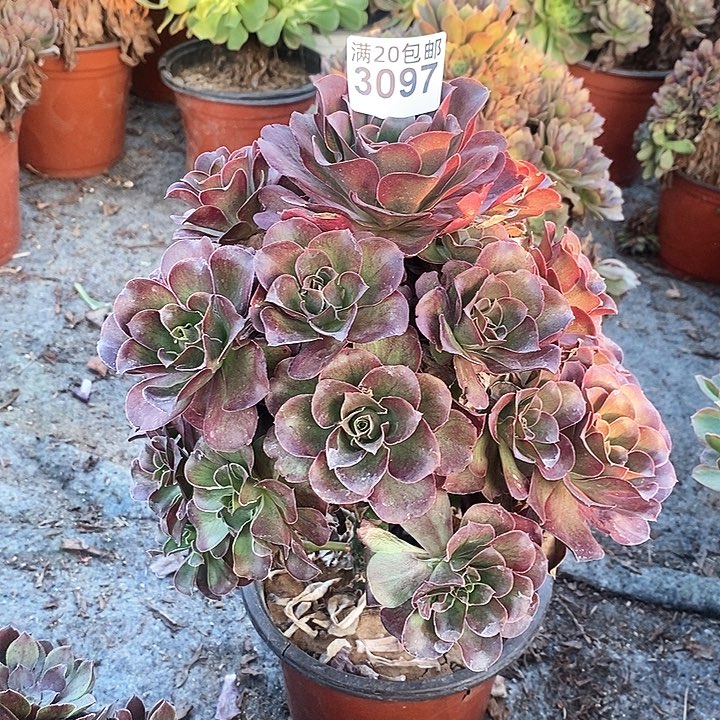 3097 一颗美金玫瑰法师