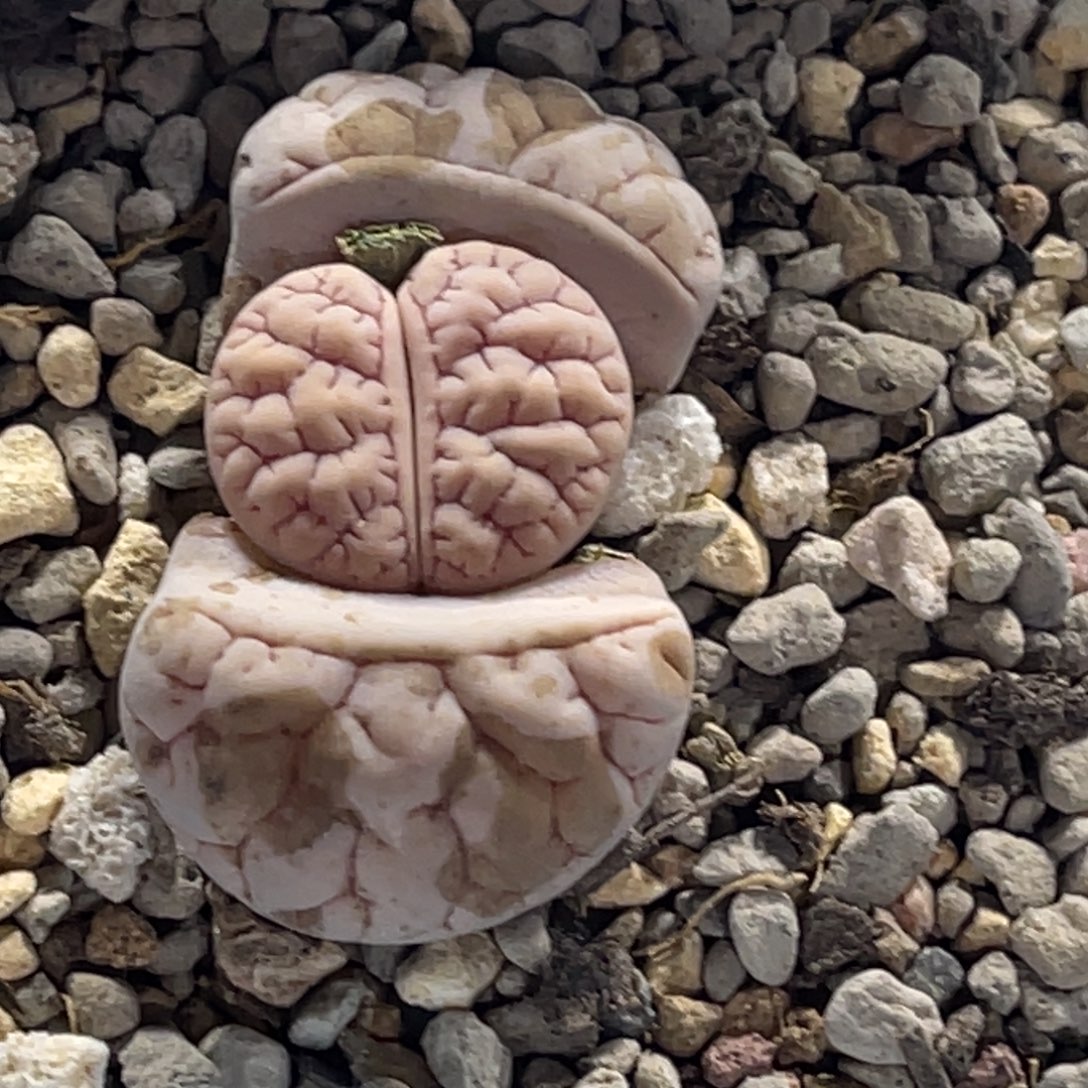 1637白底凹凸连纹261尺寸新头1.7