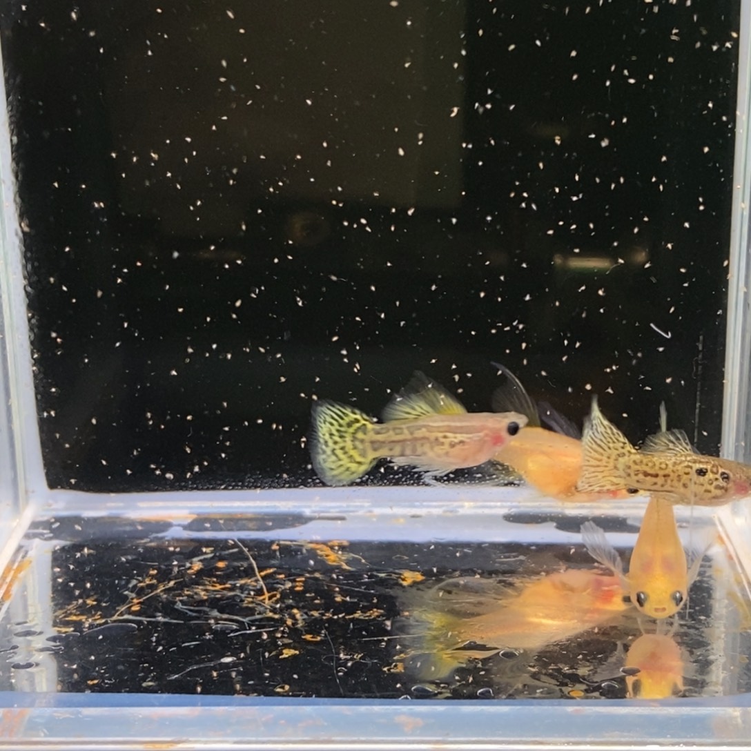 孔雀鱼黑金蕾丝玻璃c两对