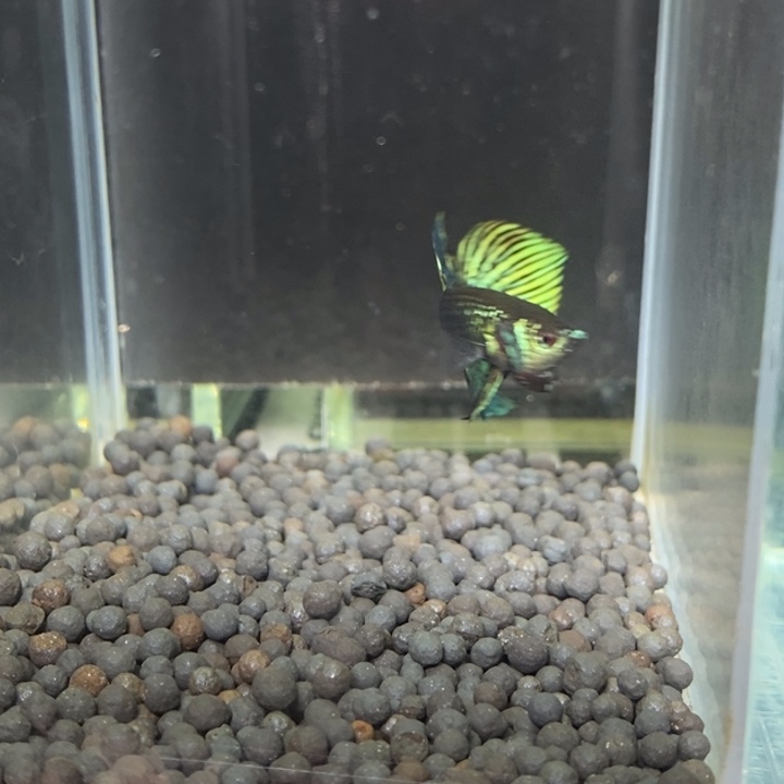 斗鱼泰国斗鱼596号