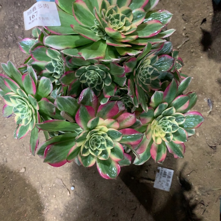 167海鲜多肉植物特价