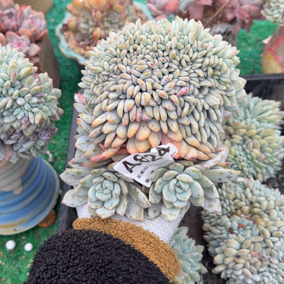 噉星影缀化呀呀呀耶呀