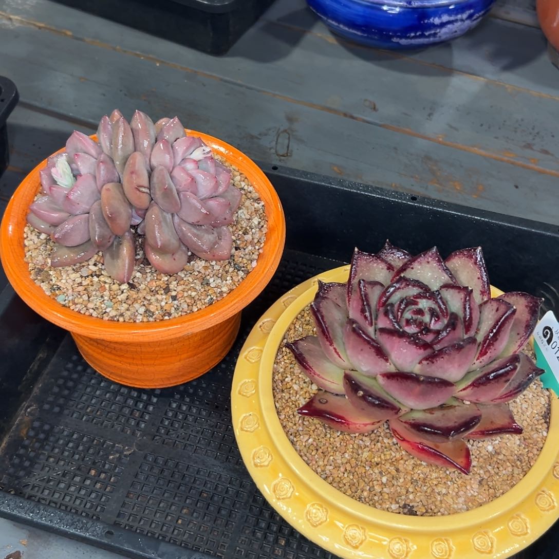 多肉一物一拍0125-332