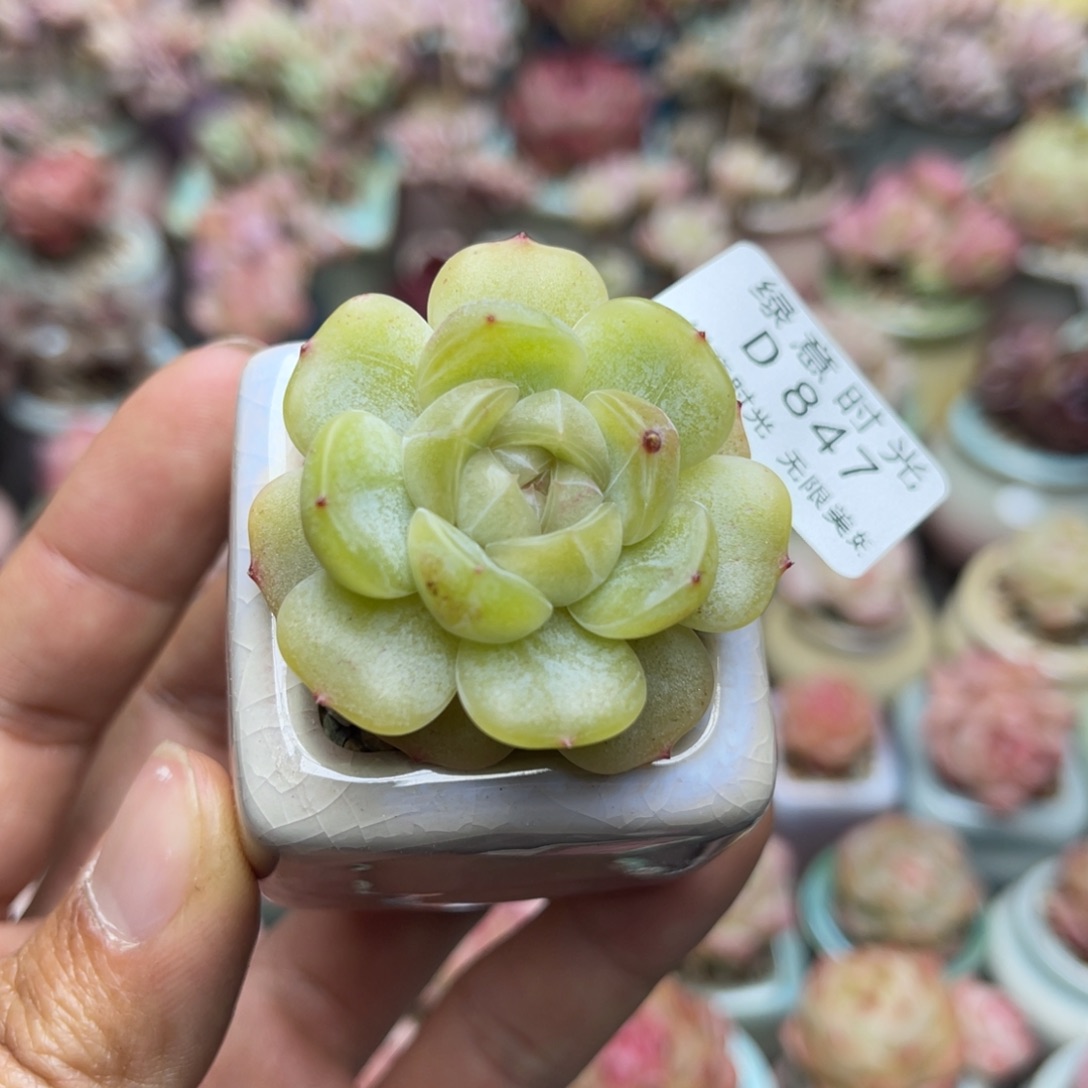 847 彩恋  带盆土发货 满28包邮 没覆盆