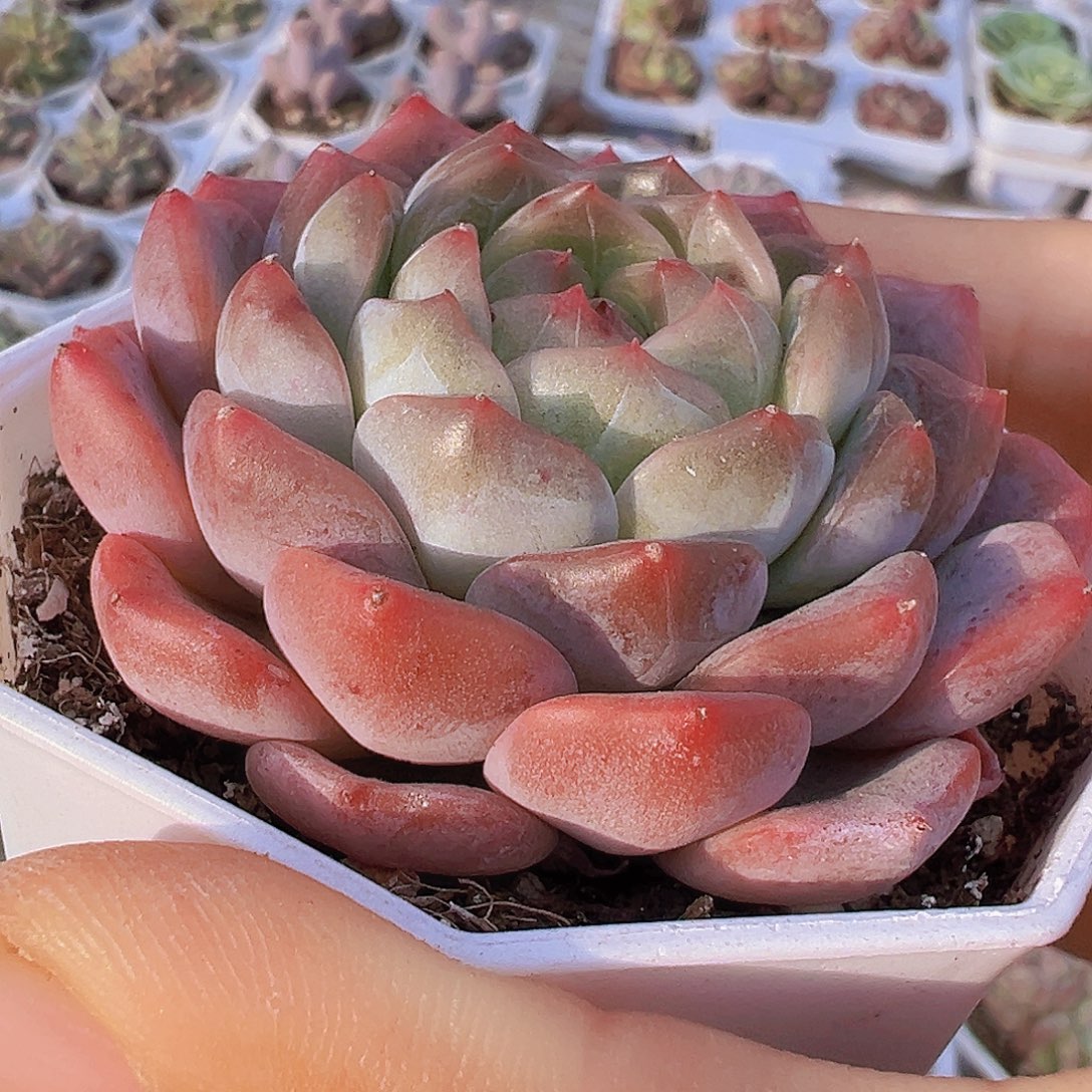 单头包子冰魄19包邮