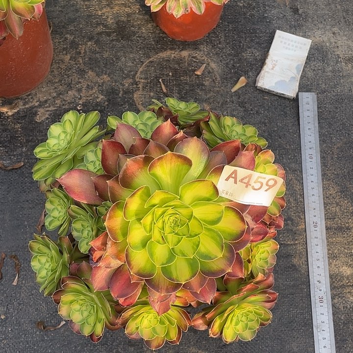 韶华多肉植物459