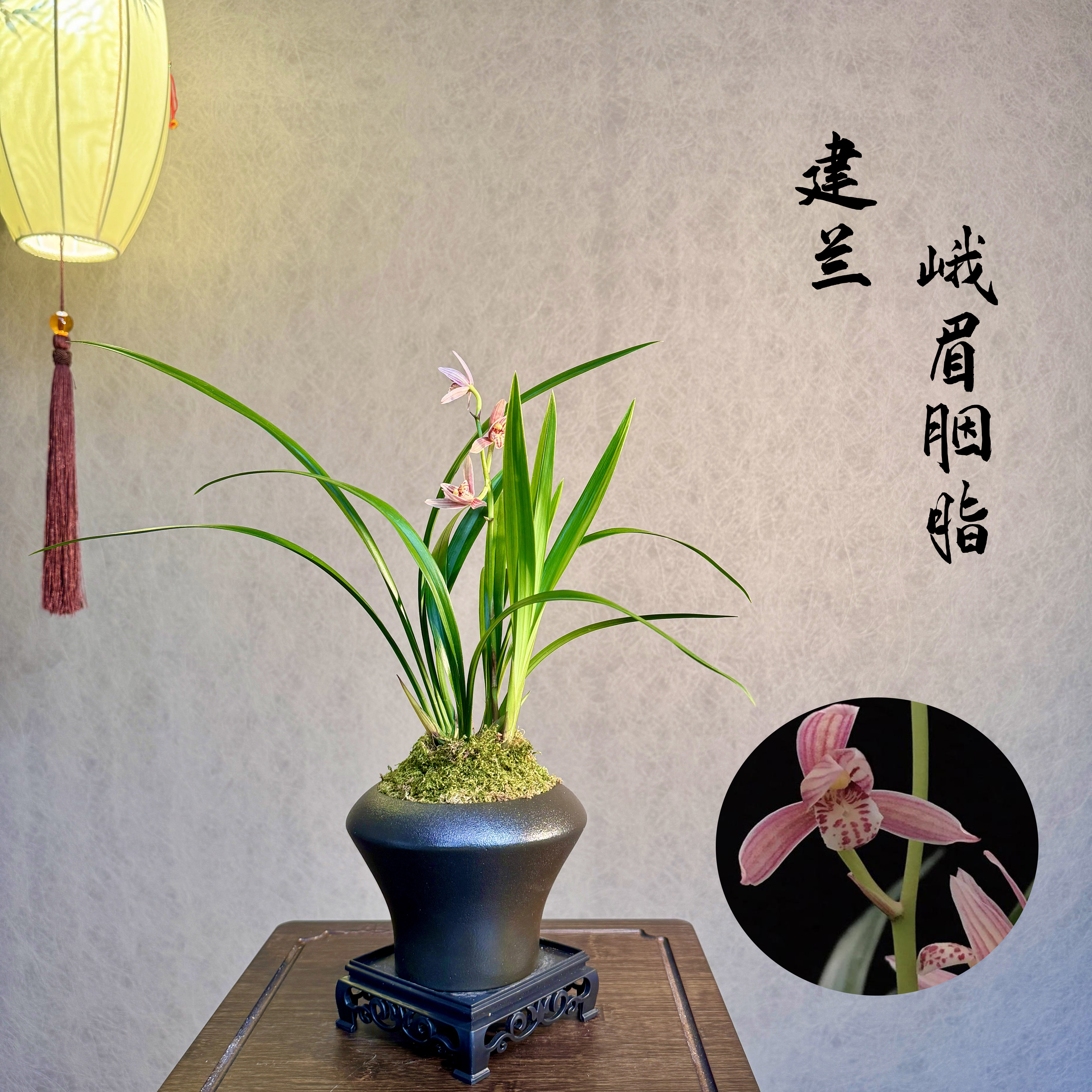 建兰铭品峨眉胭脂浓香型3苗以上带盆带花苞底座好养易活室内绿植