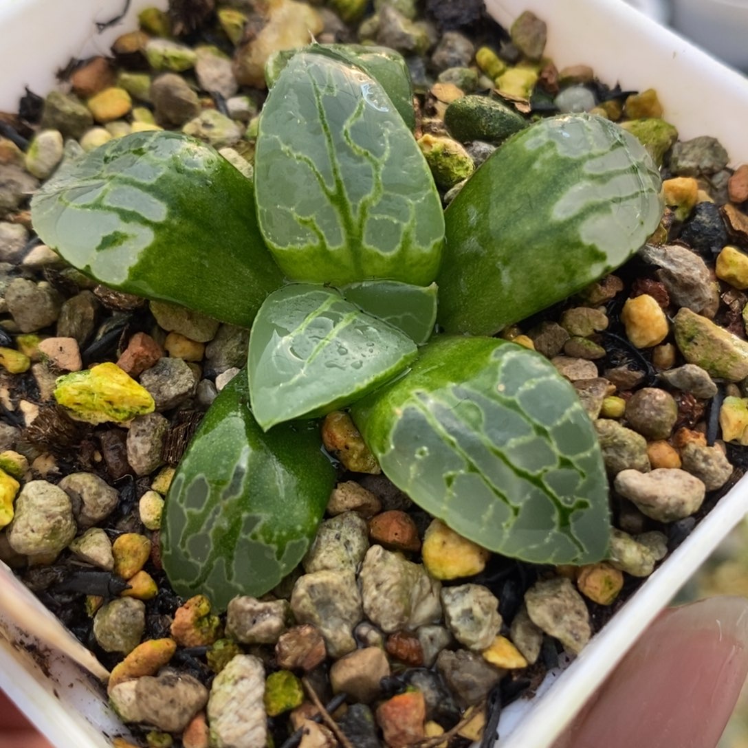  258生生不息一物一拍