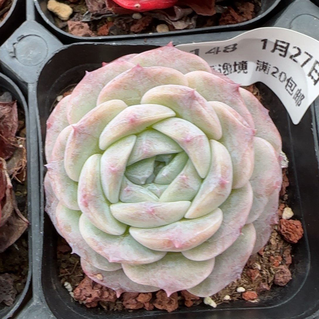 花语逸镜0127-148