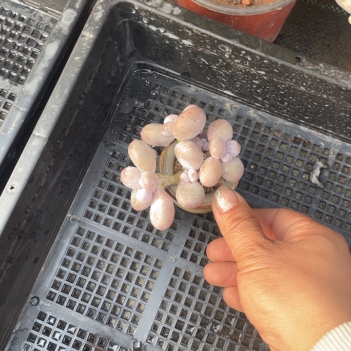 柠***大叶奶 脱土发货 4口盆