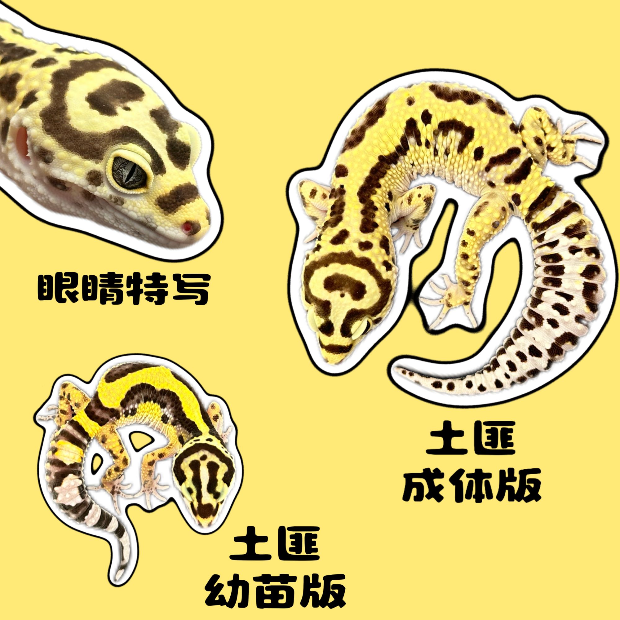 豹纹守宫成体桌面宠物