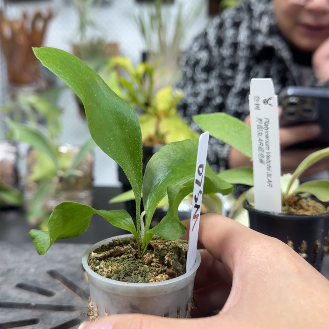 玛莎拉蒂鹿角蕨孢子苗