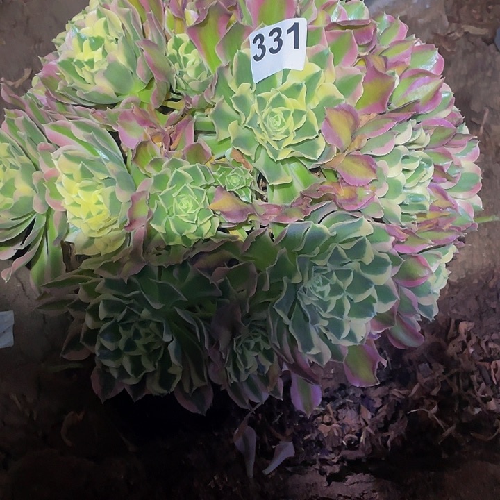 多肉法师331号白凤发货不包损