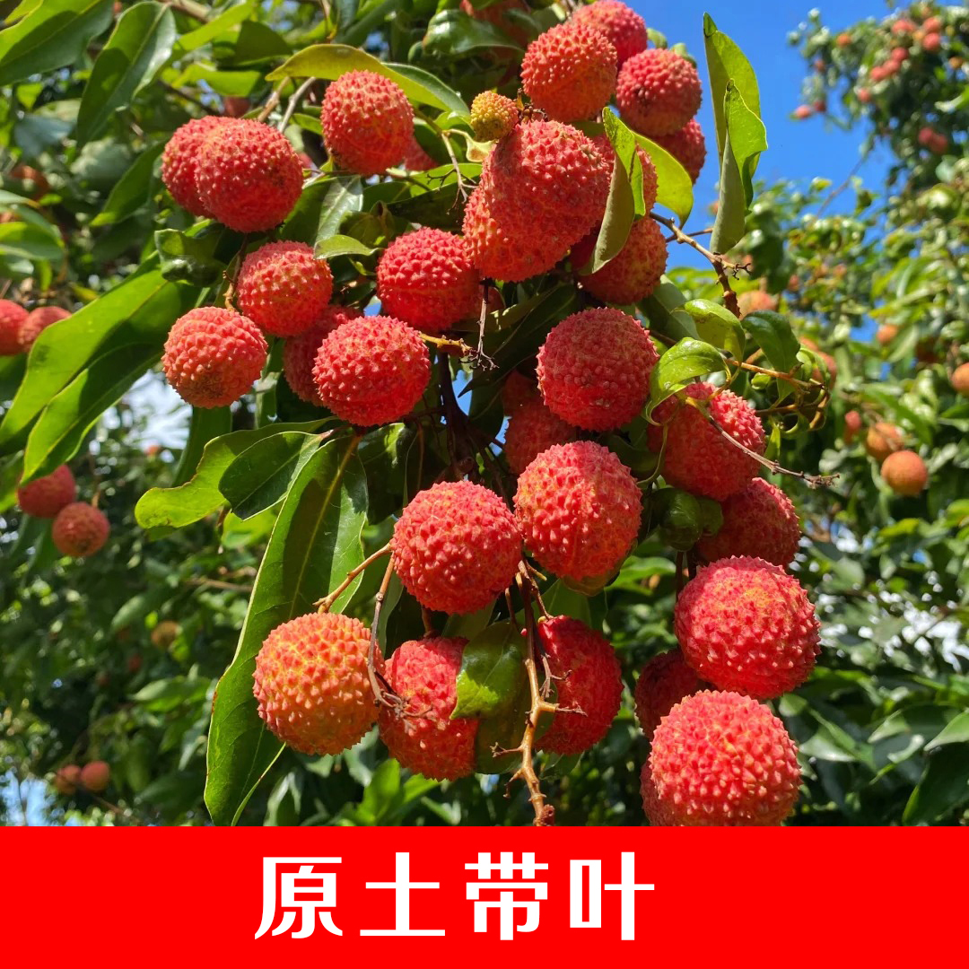 【原土带叶】荔枝树苖嫁接果树无核妃子笑出售庭院盆栽正宗带土果苗