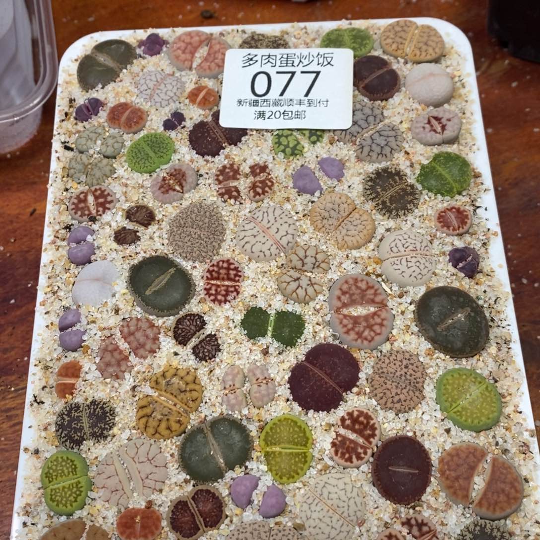 多肉蛋炒饭00077