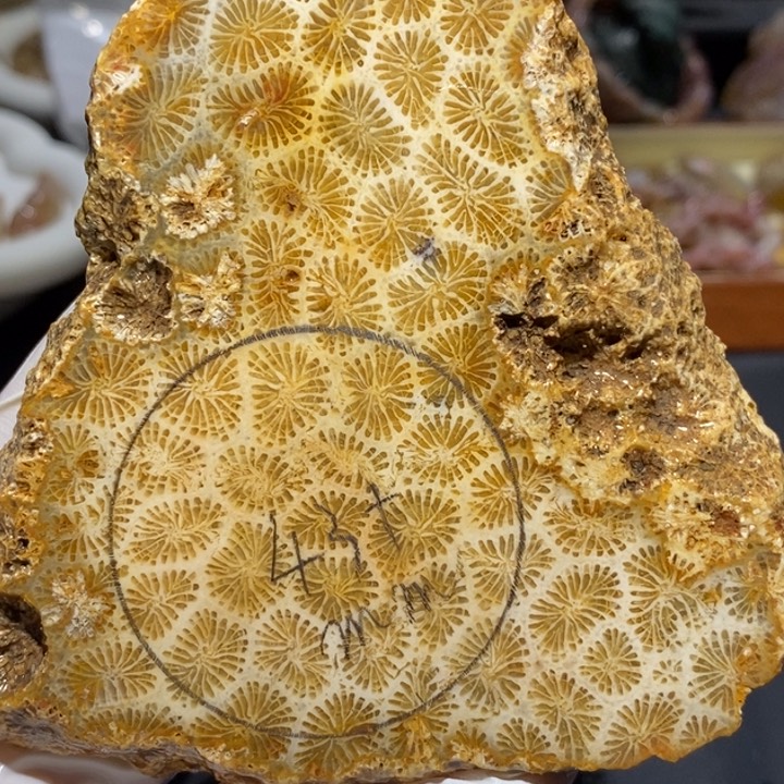 【闪购商品】未镶嵌珊瑚玉硅化玉