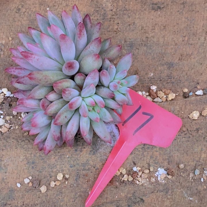 夏*这么久不给个回应