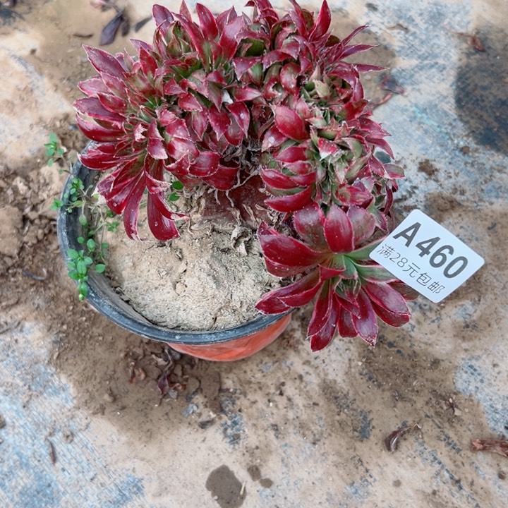 460惊鸿缀xia瑕疵多肉