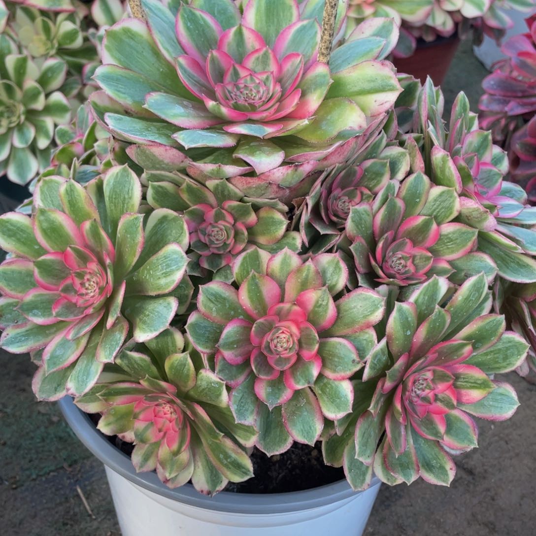 937半糖荔枝精品法师老桩