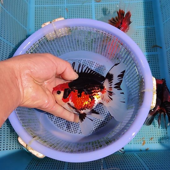 金鱼085巨人百褶泰狮一条特价顺丰包邮