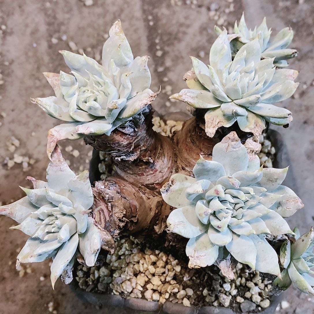 【闪购商品】哈哈哈哈普芙苹果雪山多肉2007