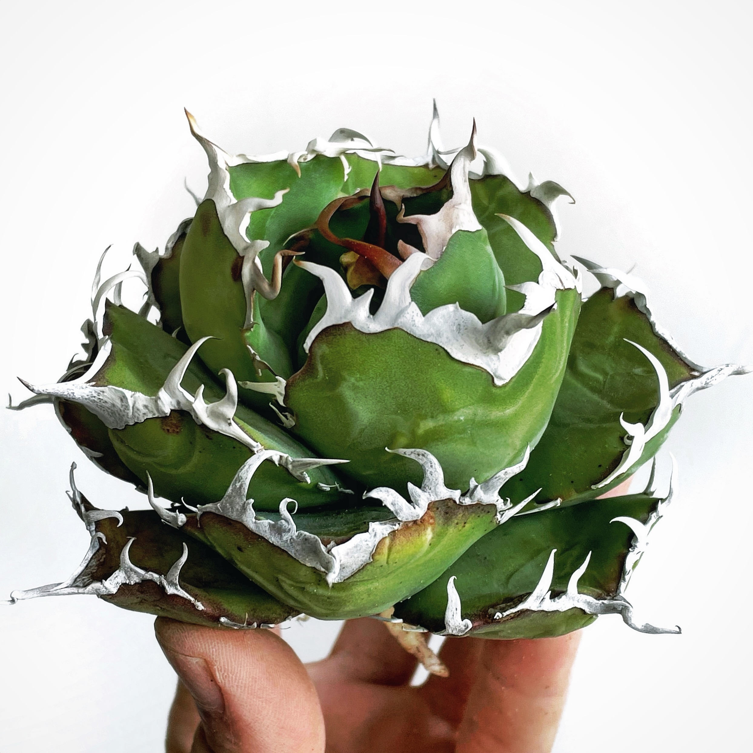 C型姬仁王冠入门小型厚叶精品潮流龙舌兰一物一拍多肉植物盆栽