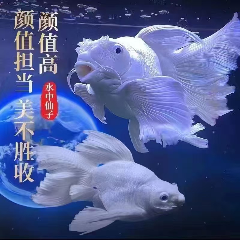 纯种台湾蝴蝶鲤鱼白色短球体大鳍大尾好养耐活活体发货