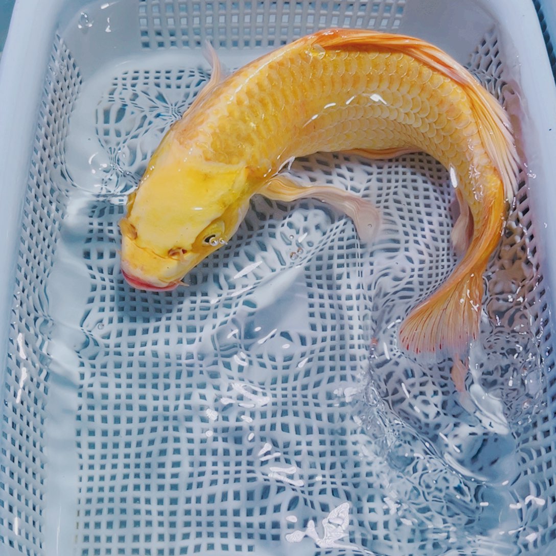 锦鲤21-23 1黄锦鲤观赏鱼冷水