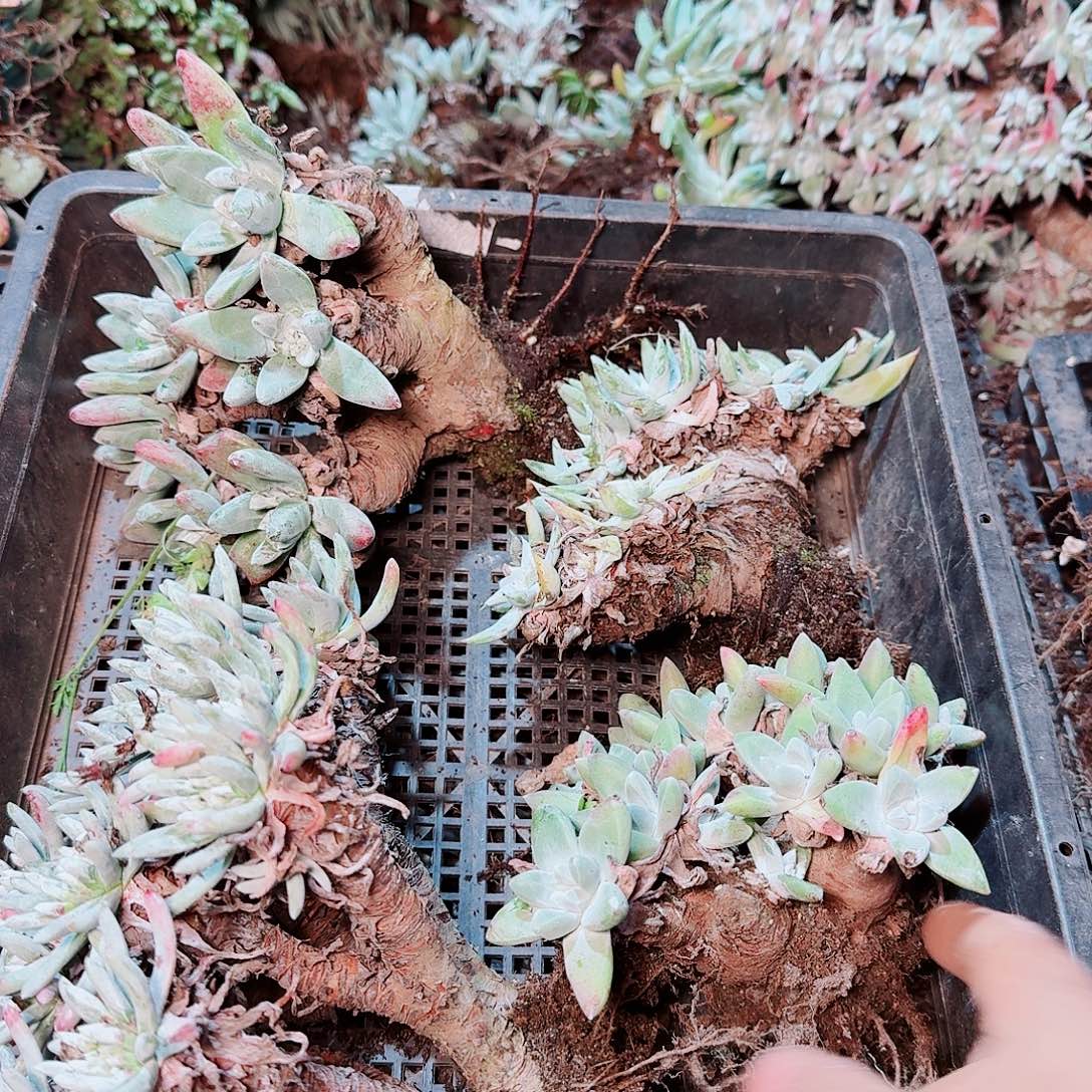 9051瑕疵框拍不售后