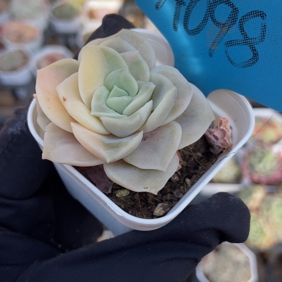 098可爱玫瑰锦多肉植物