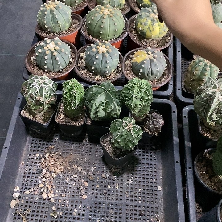 仙***花花花草草花花草草