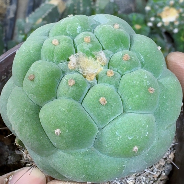 福利苗接大尤314