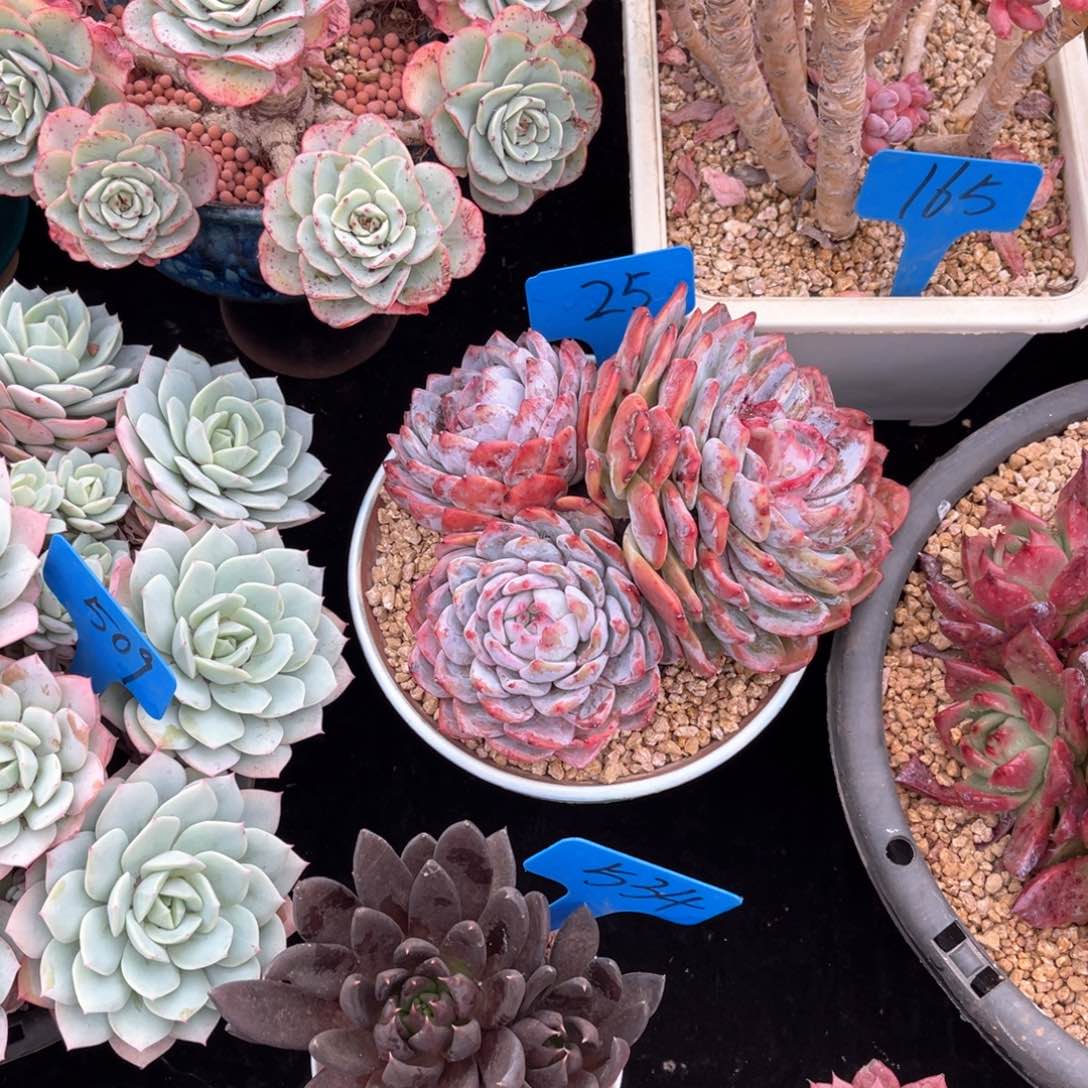 素**花0025橙子多肉植物