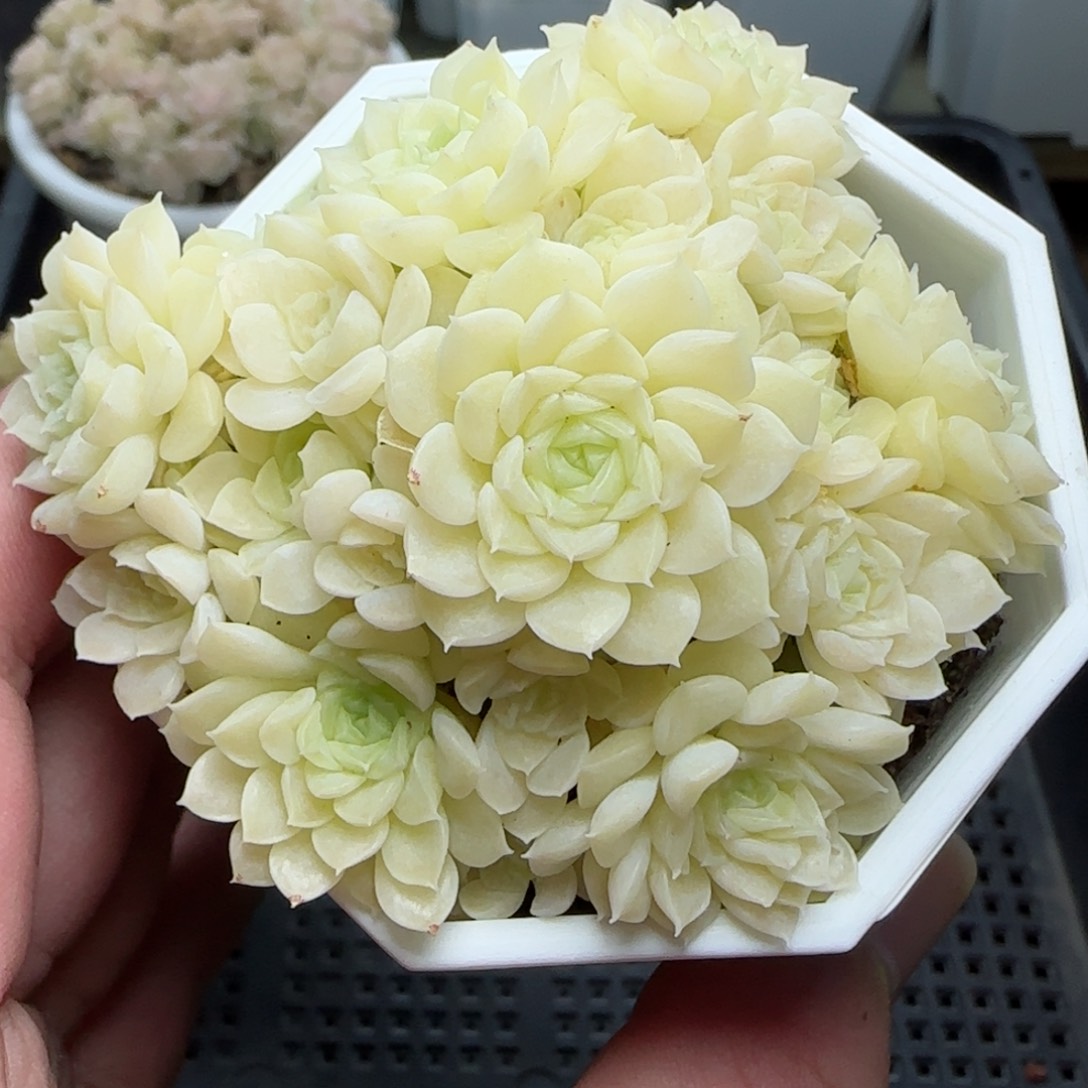 0114-189优选麦秆