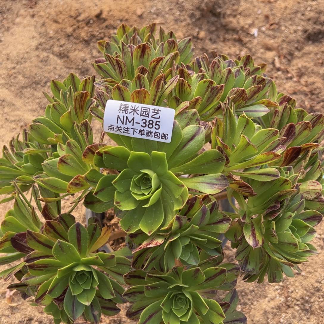 碧火多肉植物385