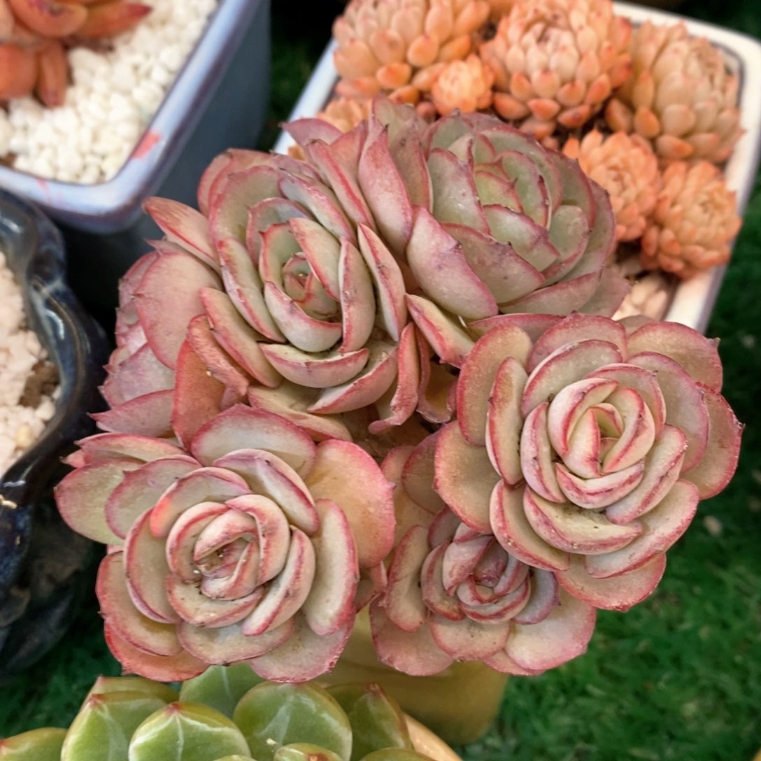 肉酱玫瑰多肉植物盆栽