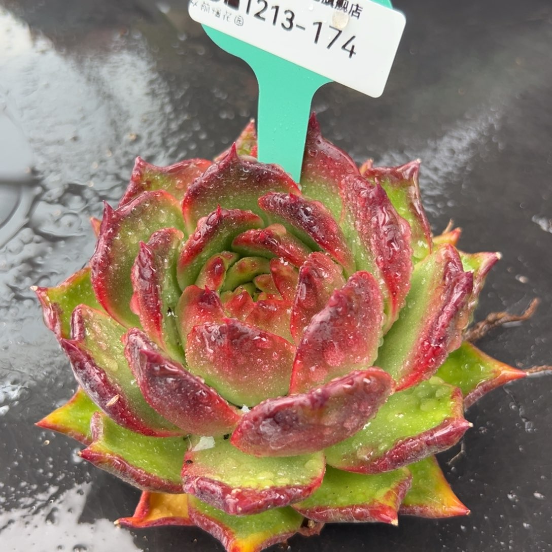 从前慢花园多肉编号1213-174