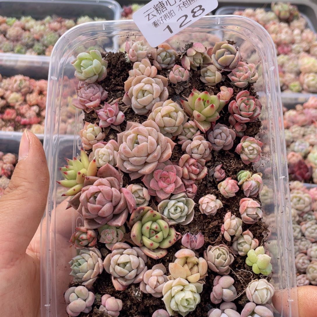 云糖心多肉植物128