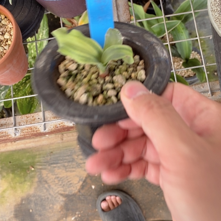 凌***少无花朵sijsjsjdjxjxjxjjxjx