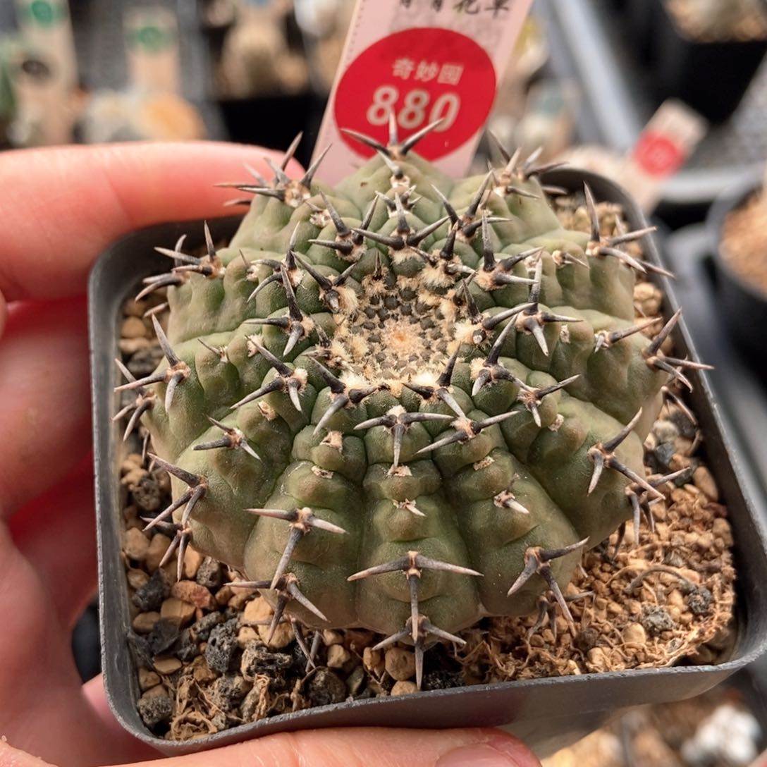 实生短豪刺黑刺凤头5.4cm