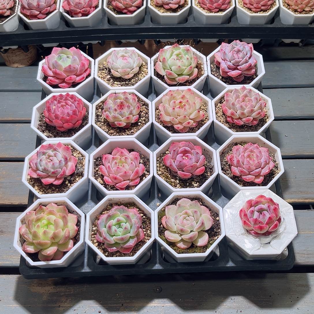 木16颗49.9 7cm口径白八角盆含盆含土量拍随机发货