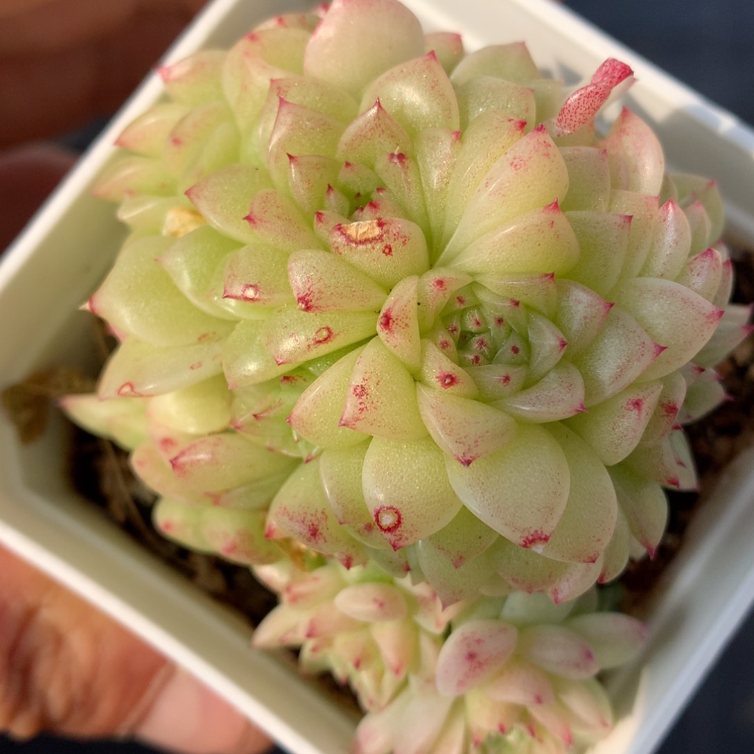 0223-46 麦杆优选