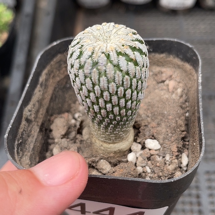 444仙人球开花植物