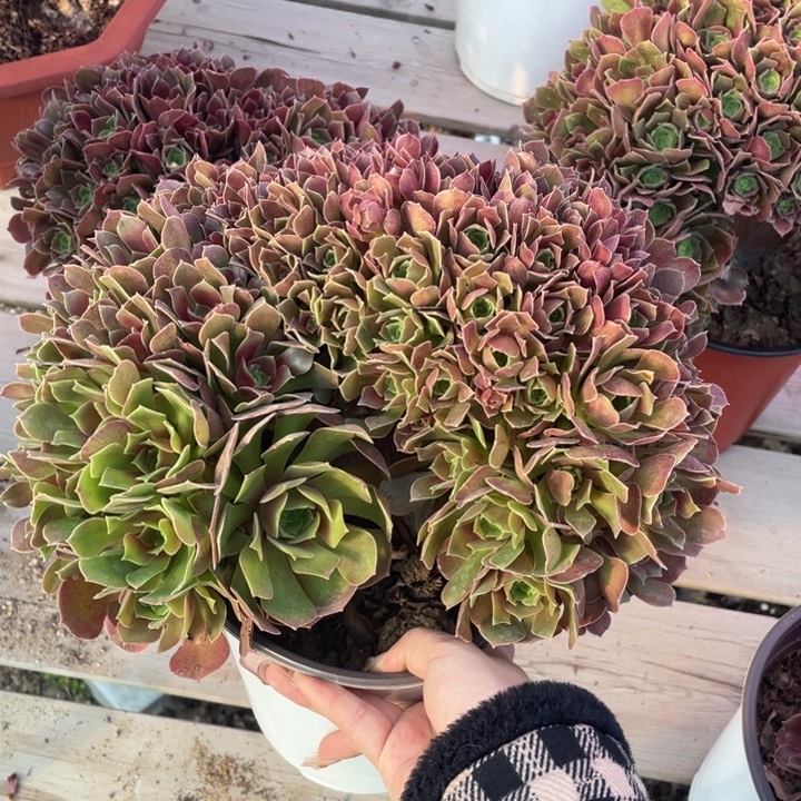 多肉的季节也不知道什么原因的话