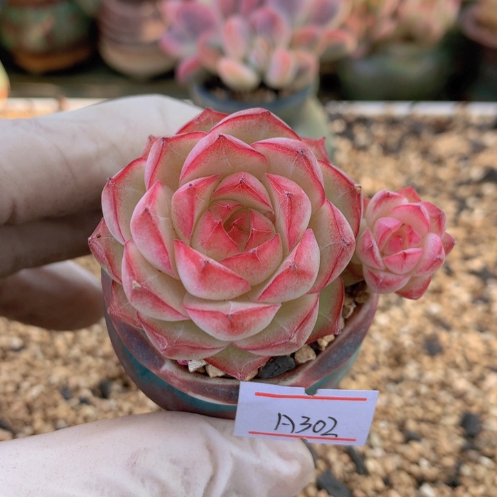 一物一拍满38包邮 A302