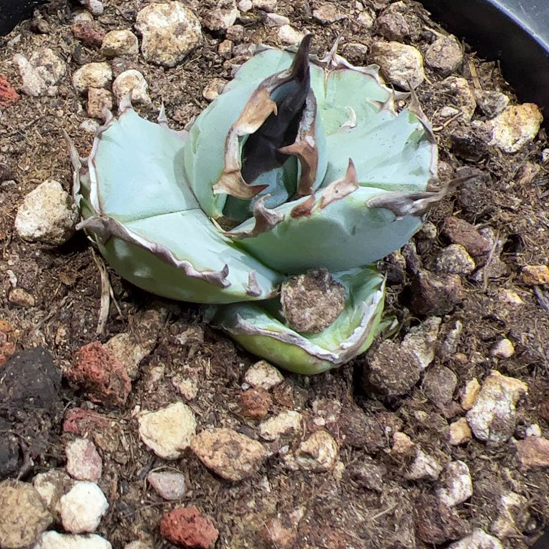 实生蓝肌龙舌兰仁王冠